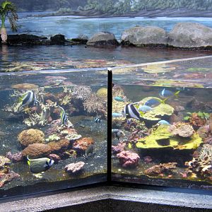 Scott Aquarium-Reef Tank