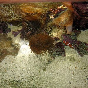 Scott Aquarium-Clownfish