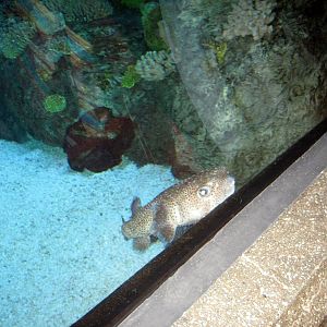 Scott Aquarium-Pufferfish