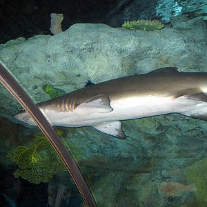 Scott Aquarium-Sandtiger Shark