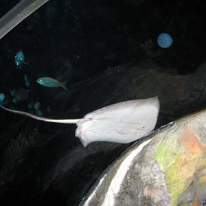 Scott Aquarium-Stingray