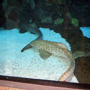 Scott Aquarium-Leopard Sharks