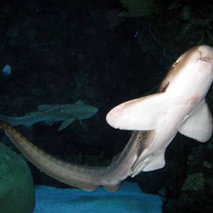 Scott Aquarium-Leopard Shark