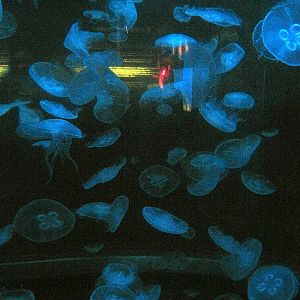Scott Aquarium-Moon Jellyfish