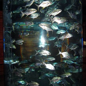 Scott Aquarium-Schooling Fish