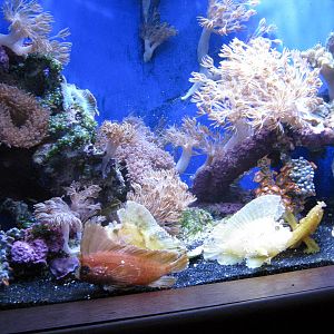 Scott Aquarium-Waspfish