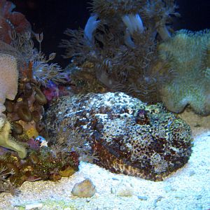 Scott Aquarium-Stonefish