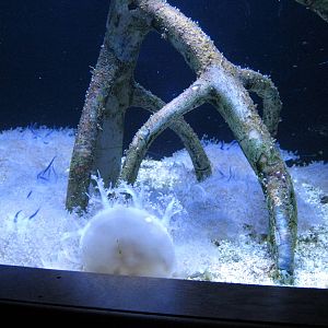Scott Aquarium-Upside Down Jellyfish
