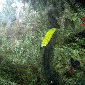 Scott Aquarium-Moray Eel