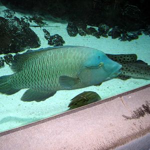 Scott Aquarium- Humphead Wrasse