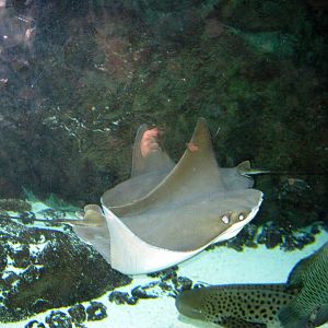 Scott Aquarium-Cownose Ray