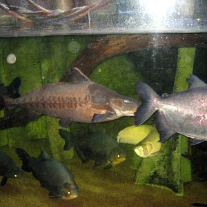 Scott Aquarium-Amazon River Tank