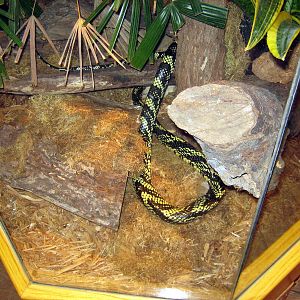 Wild Kingdom Pavillion-Tiger Rat Snake