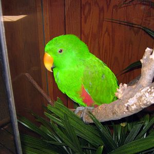 Wild Kingdom Pavillion-Eclectus Parrot