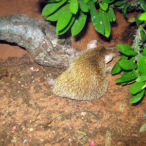 Wild Kingdom Pavillion-Hedgehog Tenrec