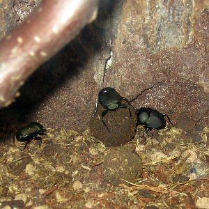 Wild Kingdom Pavillion-Dung Beetles