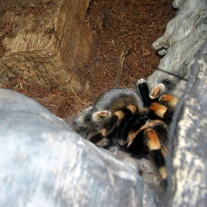 Wild Kingdom Pavillion-Red-knee Tarantula