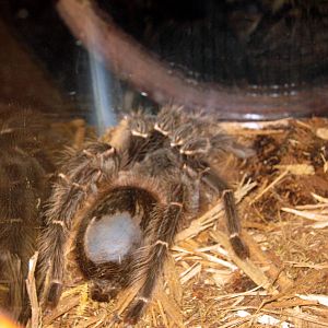Wild Kingdom Pavillion-Bird-eating Spider