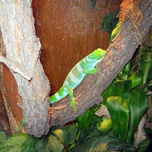 Wild Kingdom Pavillion-Fiji Banded Iguana