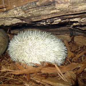 Wild Kingdom Pavillion-Albino Hedgehog