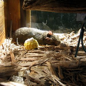 Wild Kingdom Pavillion-Degu