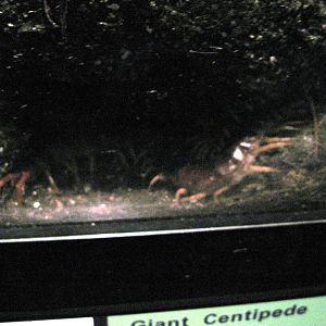 Insectarium-Giant Centipede