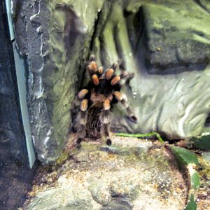 Insectarium-Red-knee Tarantula
