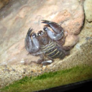 Insectarium-Scorpion