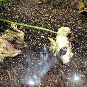 Insectarium-American Carroin Beetle