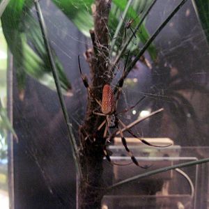 Insectarium-Orb Weaver Spider