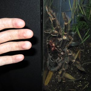 Insectarium-Bird-eating Spider
