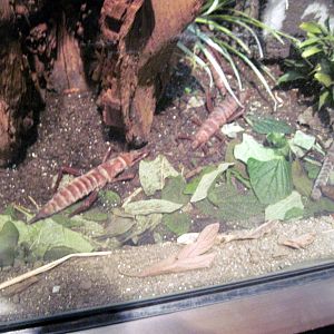 Insectarium-Lord Howe Island Stick Insect