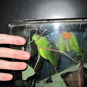 Insectarium-Giant Katydid