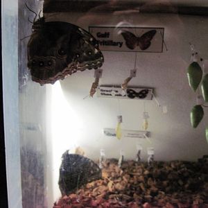 Insectarium-Butterfly