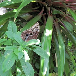 Insectarium-Butterfly