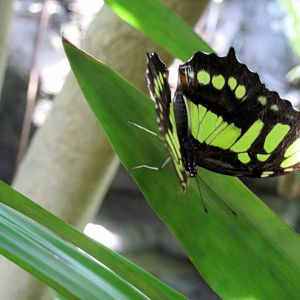 Insectarium-Butterfly