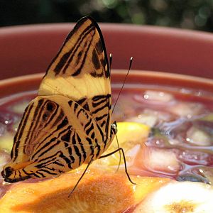 Insectarium-Butterfly