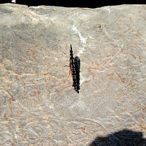 Insectarium-Butterfly