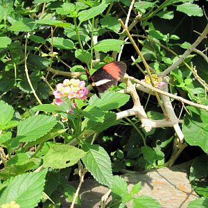 Insectarium-Butterfly