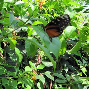 Insectarium-Butterfly