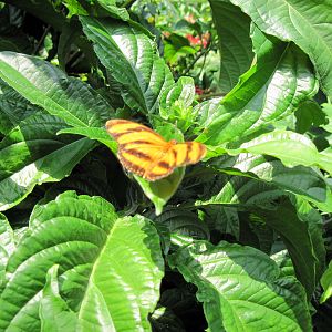 Insectarium-Butterfly