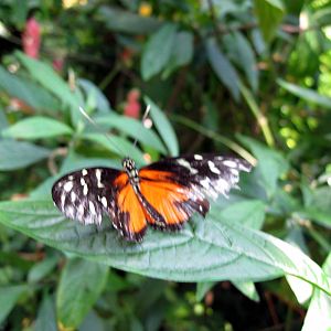 Insectarium-Butterfly
