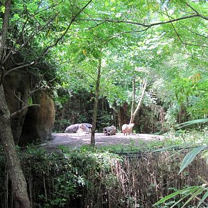 River's Edge-Giant Anteater/Capybara Exhibit