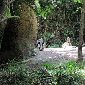 River's Edge-Giant Anteater