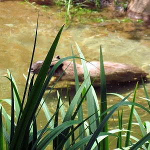 River's Edge-Capybara