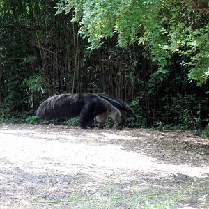 River's Edge-Giant Anteater