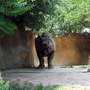 River's Edge-Black Rhinoceros