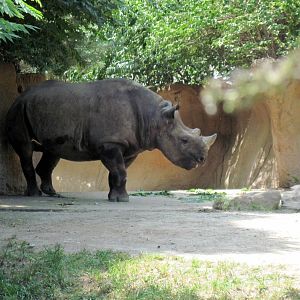 River's Edge-Black Rhinoceros