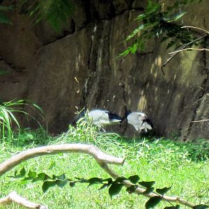 River's Edge-Sacred Ibises