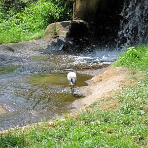 River's Edge-Sacred Ibis